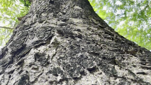 Textured Tree Trunk