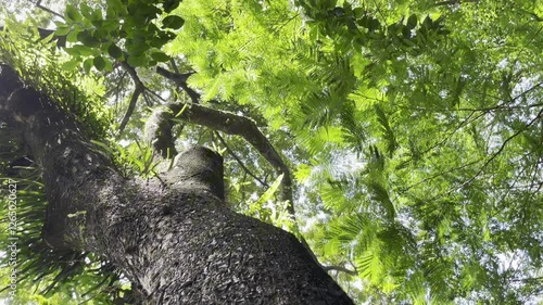 Tree Trunk Textured
