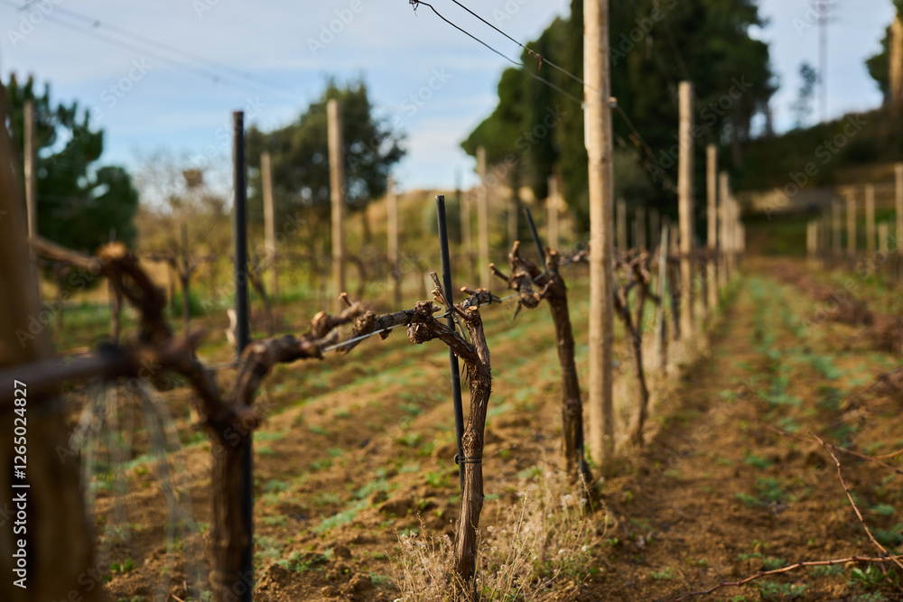 bush grapes seasonal spring pruning bush grapes seasonal spring pruning