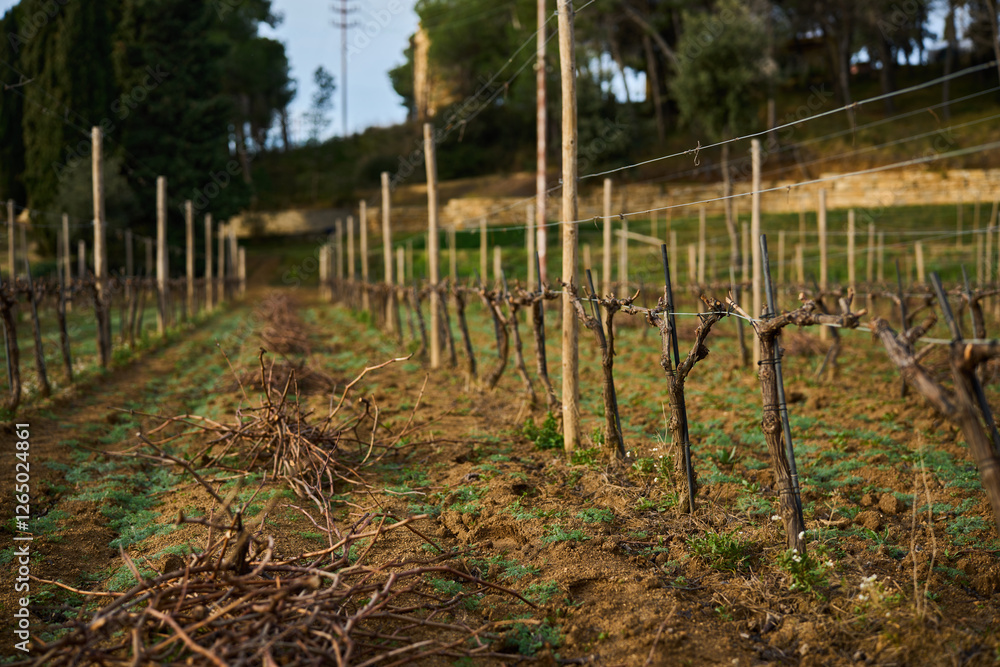 bush grapes seasonal spring pruning bush grapes seasonal spring pruning