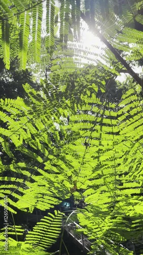 Giant leucanea or Leucaena leucocephala with green leaves foliage in the morning sun
