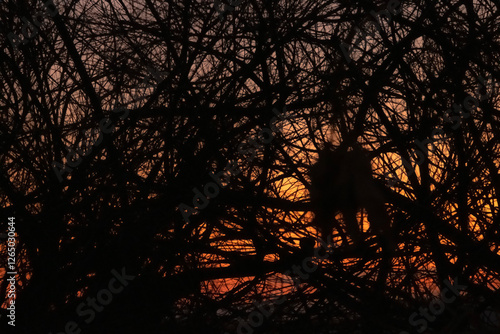 Entanglements