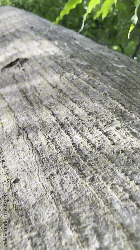 Rough Textured Tree Trunk