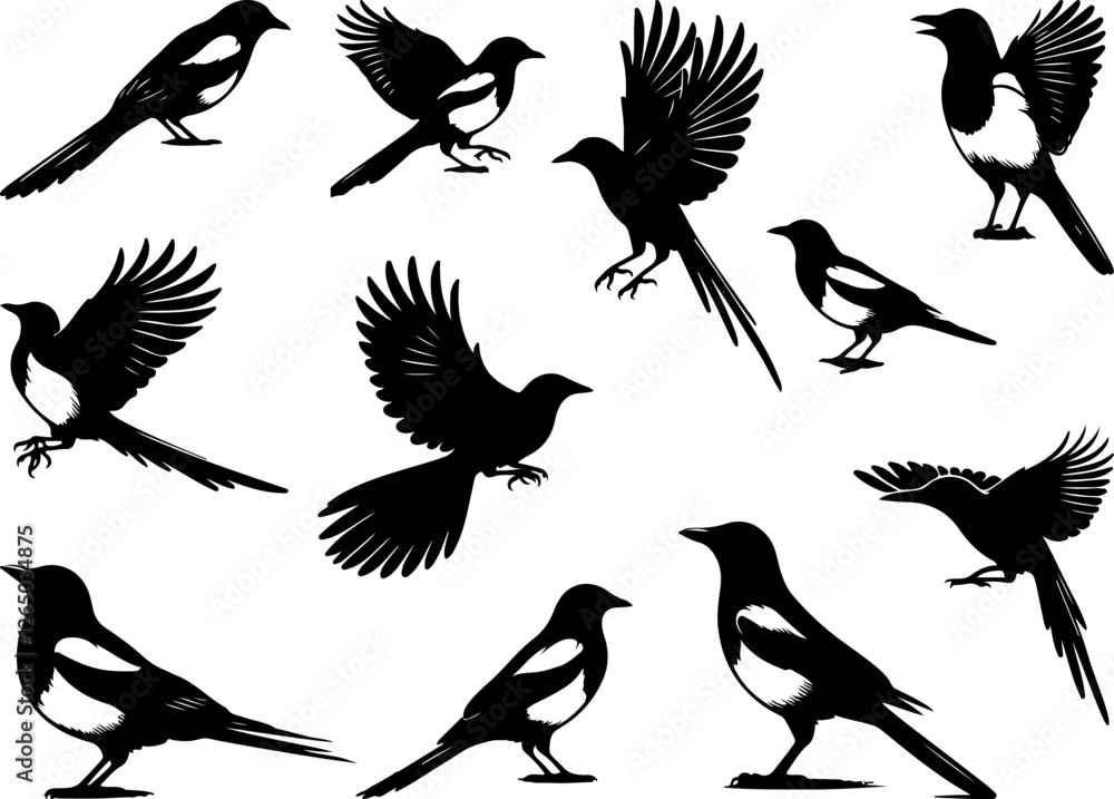 Obraz premium Magpie Bird silhouette vector on a white background, Elegant Black and White Magpie Silhouettes in Flight and at Rest