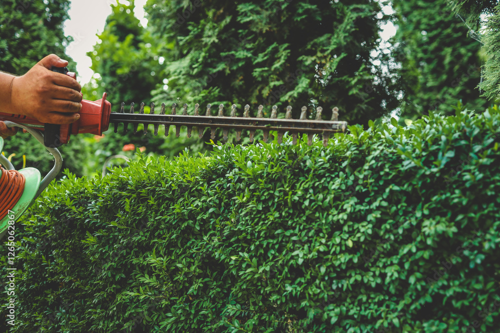 Fototapeta premium Close-up of an electric hedge trimmer cutting boxwood in a sunny garden. Ideal for yard upkeep, landscaping, and shaping green foliage