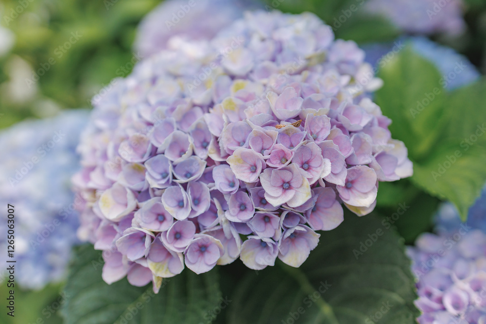 A lush bloom of hydrangea flowers showcases delicate light shades of purple and hints of blue. The close-up view highlights the intricate clusters and the gentle textures of the petals. A lush bloom of hydrangea flowers showcases delicate light shades of purple and hints of blue. The close-up view highlights the intricate clusters and the gentle textures of the petals.