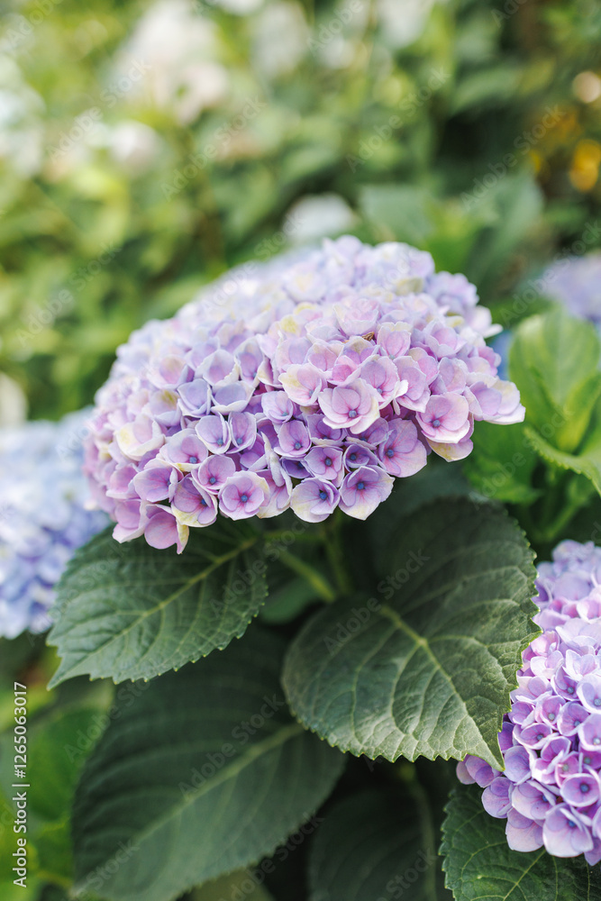Delicate clusters of light purple and blue hydrangea flowers bloom in soft hues, surrounded by lush greenary. The background softly blurs, highlighting the beauty and detail of the fresh blossoms. Delicate clusters of light purple and blue hydrangea flowers bloom in soft hues, surrounded by lush greenary. The background softly blurs, highlighting the beauty and detail of the fresh blossoms.