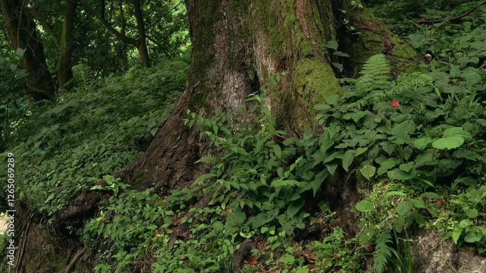 Moss-covered tree roots in lush green forest with ferns and wild plants. Dense vegetation creates peaceful, natural atmosphere. Ideal for nature, ecology, meditation, and environmental themes. Moss-covered tree roots in lush green forest with ferns and wild plants. Dense vegetation creates peaceful, natural atmosphere. Ideal for nature, ecology, meditation, and environmental themes.