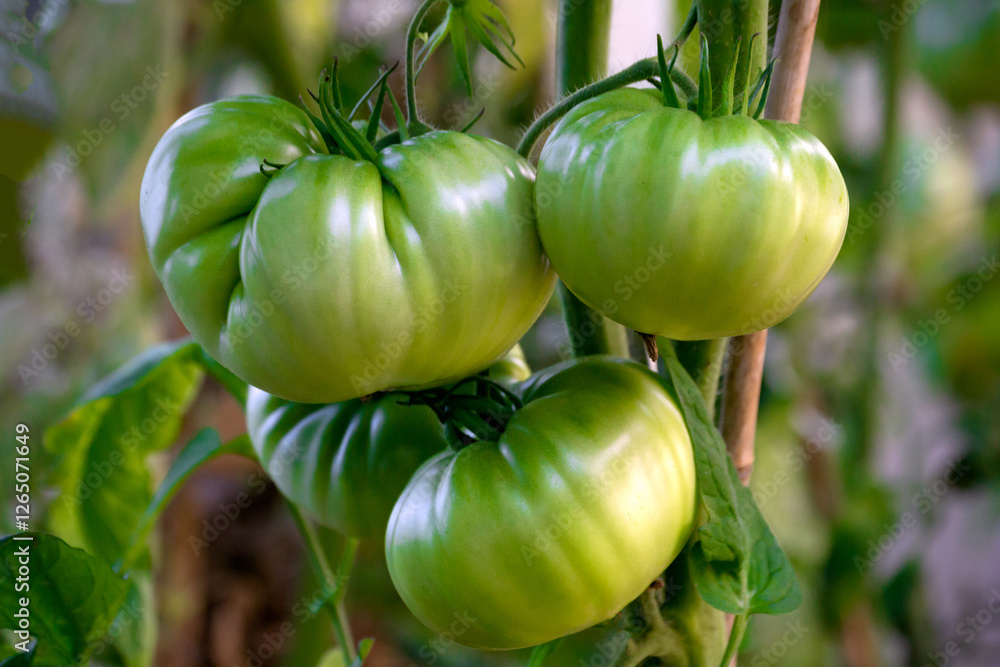 Green tomatoes in a greenhouse, growing young tomatoes in a greenhouse. Green tomatoes in a greenhouse, growing young tomatoes in a greenhouse.