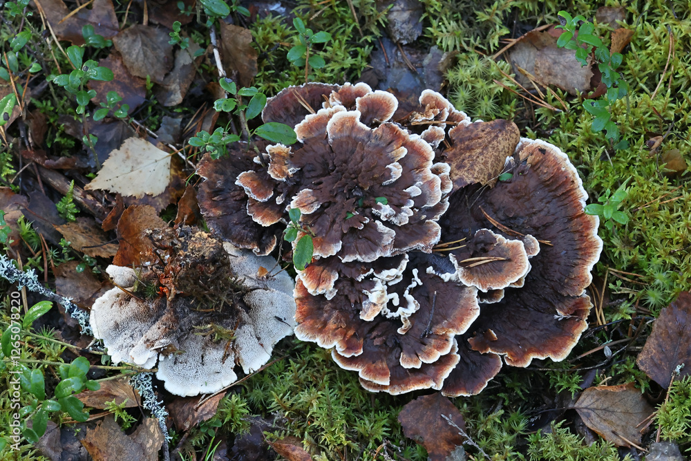 Hydnellum aurantiacum, commonly known as orange spine or orange Hydnellum, tooth fungus from Finland