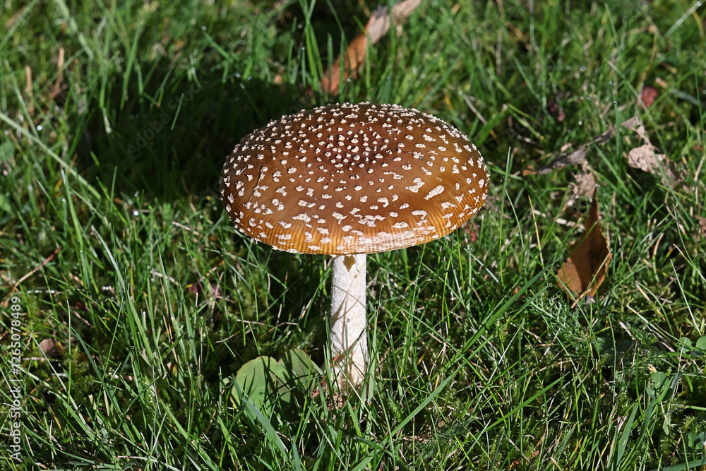 Amanita pantherina, commonly known as panther cap or false blusher, a poisonous mushroom from Finland Amanita pantherina, commonly known as panther cap or false blusher, a poisonous mushroom from Finland