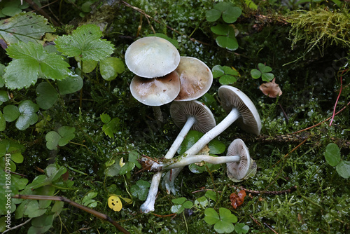 Stropharia caerulea, commonly known as blue roundhead or blue-green psilocybe, wild mushroom from Finland