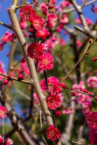 都心散歩　梅の頃の芝公園あたり