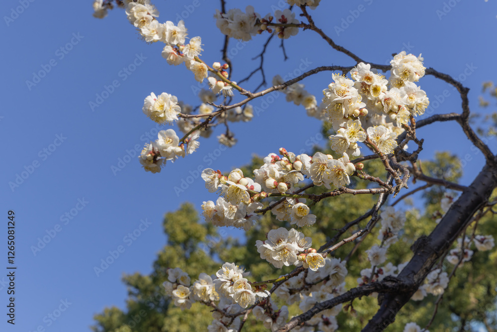 都心散歩 梅の頃の芝公園あたり 都心散歩 梅の頃の芝公園あたり