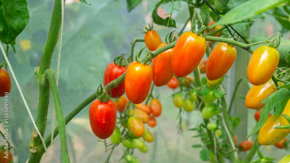 Fresh red ripe tomatoes hanging on the vine plant growing in organic garden Fresh red ripe tomatoes hanging on the vine plant growing in organic garden