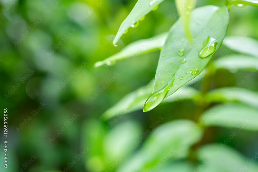 rain water drop on green leaf closeup natural background rain water drop on green leaf closeup natural background