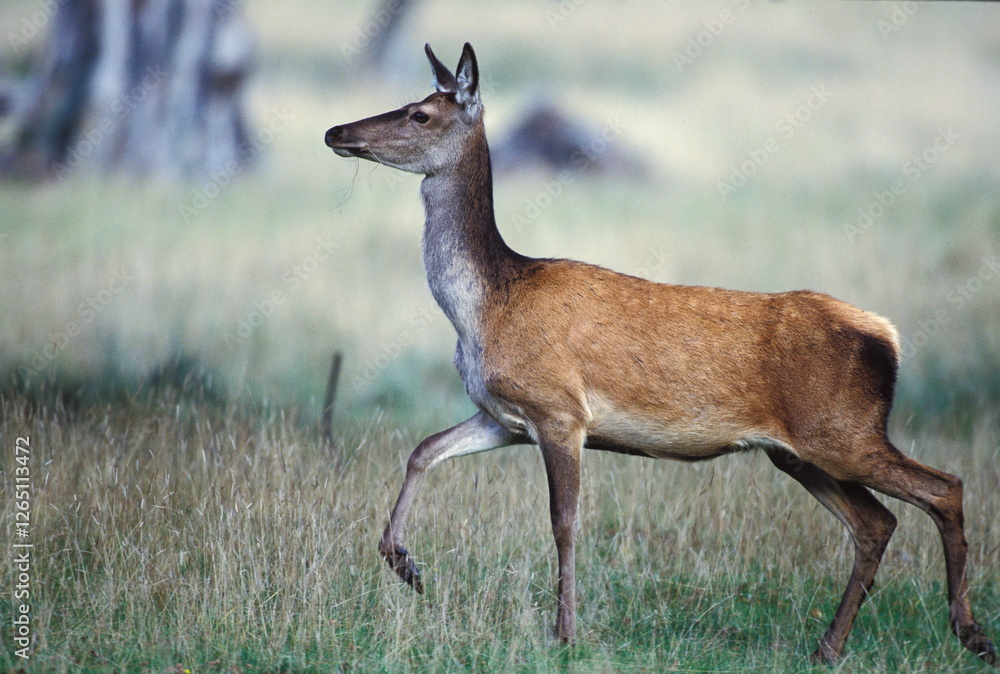 CERF D'EUROPE/CERFUS ELAPHUS CERF D'EUROPE/CERFUS ELAPHUS