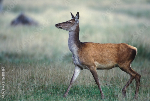 CERF D'EUROPE/CERFUS ELAPHUS