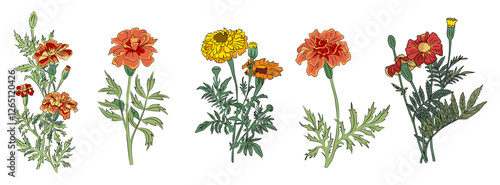 Marigold October birth month flower colorful vector illustration. Modern minimalist hand drawn design for logo, tattoo, packaging, card, wall art, poster. Colored line art isolated