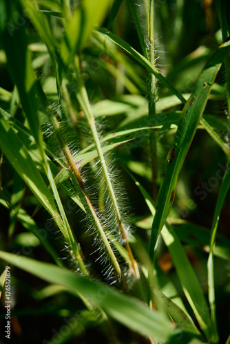 Onespike oatgrass is a grass species characterized by its spike-like flower arrangement, found in temperate regions. photo