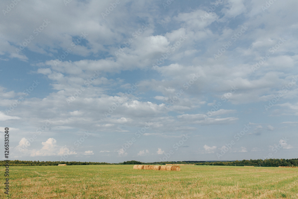 Field with rolls of hay, rural landscape with hay bales and fluffy cumulus clouds, animal fodder Field with rolls of hay, rural landscape with hay bales and fluffy cumulus clouds, animal fodder