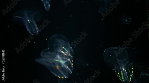 4K, Jellyfish aquarium