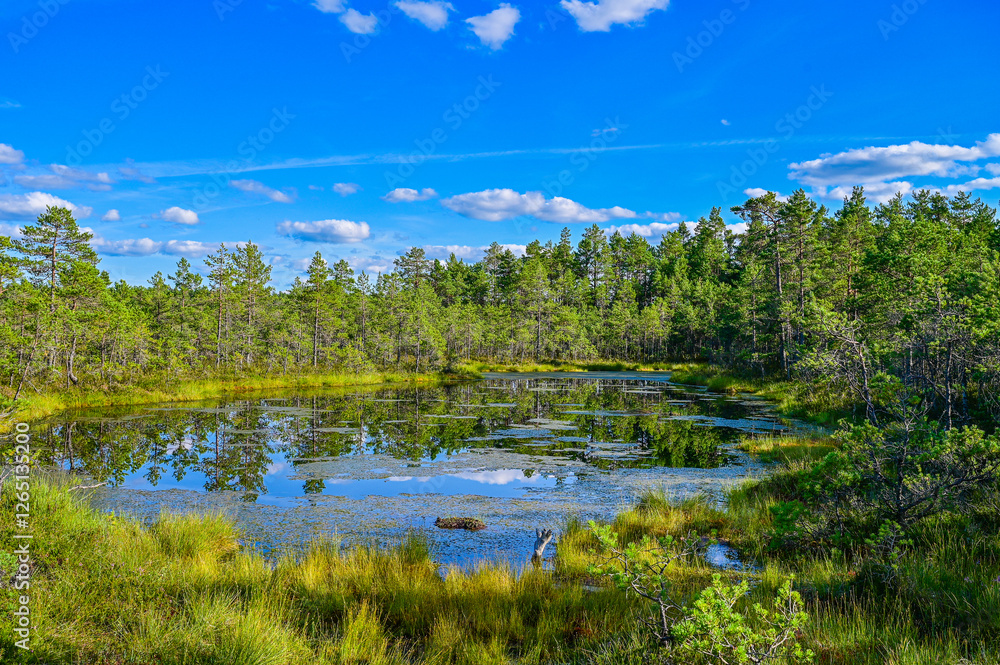 idyllic lake with green grass in Viru bog nature trail through the Viru bog in Lahemaa National Park (Lahemaa rahvuspark) in northern Estonia with blue sky and sunshine in summer idyllic lake with green grass in Viru bog nature trail through the Viru bog in Lahemaa National Park (Lahemaa rahvuspark) in northern Estonia with blue sky and sunshine in summer