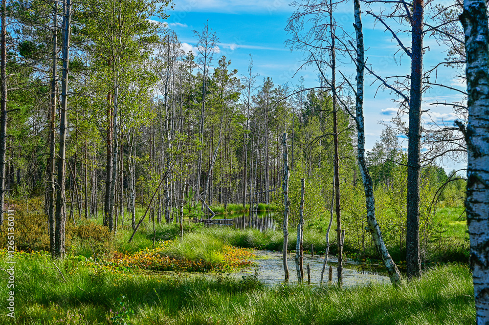 idyllic lake with green grass in Viru bog nature trail through the Viru bog in Lahemaa National Park (Lahemaa rahvuspark) in northern Estonia with blue sky and sunshine in summer idyllic lake with green grass in Viru bog nature trail through the Viru bog in Lahemaa National Park (Lahemaa rahvuspark) in northern Estonia with blue sky and sunshine in summer