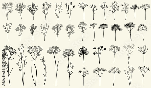 Wild fennel flowers stylized black line art for eco-conscious branding, chic decor, rustic wedding invitations, feminine botanical branch, trendy wildflower collection, personalized stationery