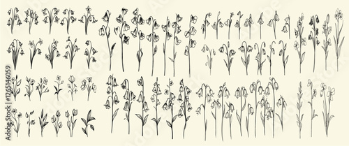 Feminine botanical floral branch of hand-drawn bluebells, trendy greenery for wedding logos and invitations, wedding herbs for branding and decor, custom wedding designs,