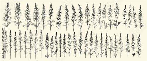 Hand-drawn foxglove flowers in black line art for rustic wedding designs, trendy greenery, feminine botanical branch, modern decor, wedding herbs, floral accents, rustic chic.
