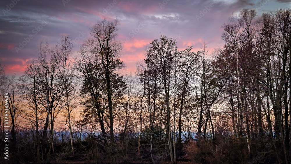 Golden Autumn Trees Glow at Sunset Golden Autumn Trees Glow at Sunset