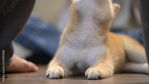 Shiba Inu puppy explores living room with playful curiosity and charm