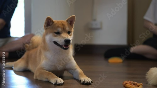 Shiba Inu relaxes indoors while owners engage in playful activities and enjoy the tranquil atmosphere during the afternoon