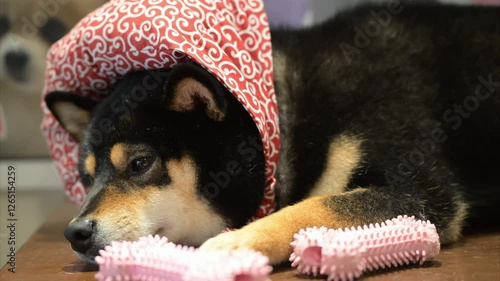 Cute dog lounging with toys in cozy room while wearing playful scarf during a relaxing afternoon