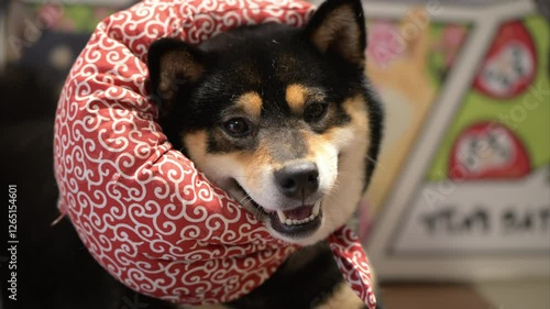 Dog enjoys playful moment wearing a cute patterned collar in cozy indoor setting