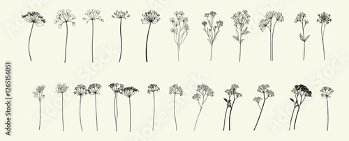 Wild angelica black line art for minimalist rustic wedding invitations, logos, boho-themed decor, feminine floral branch, trendy greenery, chic wedding stationery, eco-conscious branding
