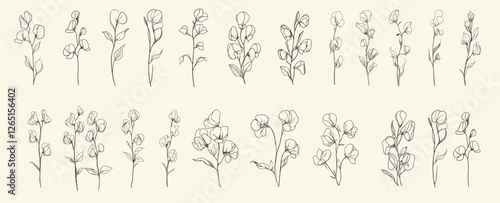 Sweet peas minimalist black line art for wedding invitations, hand drawn botanical floral branch, trendy greenery for branding and decor, feminine wedding herbs, floral designs, botanical