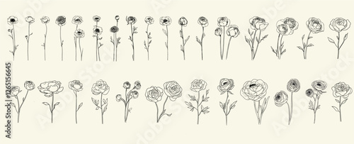Trendy greenery, hand-drawn design of minimalist black line art ranunculus flowers for wedding decor, feminine floral branch ideal for chic event branding, elegant invitations, logos, floral decor