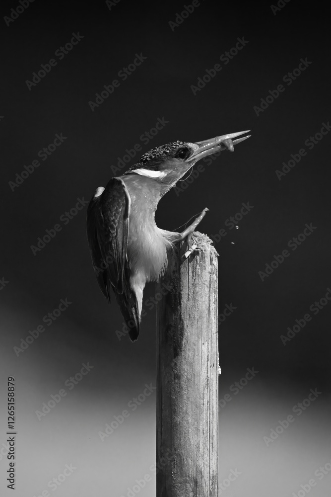 Fototapeta premium Mono malachite kingfisher leans forward on post