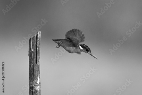 Mono malachite kingfisher leaves post flapping wings
