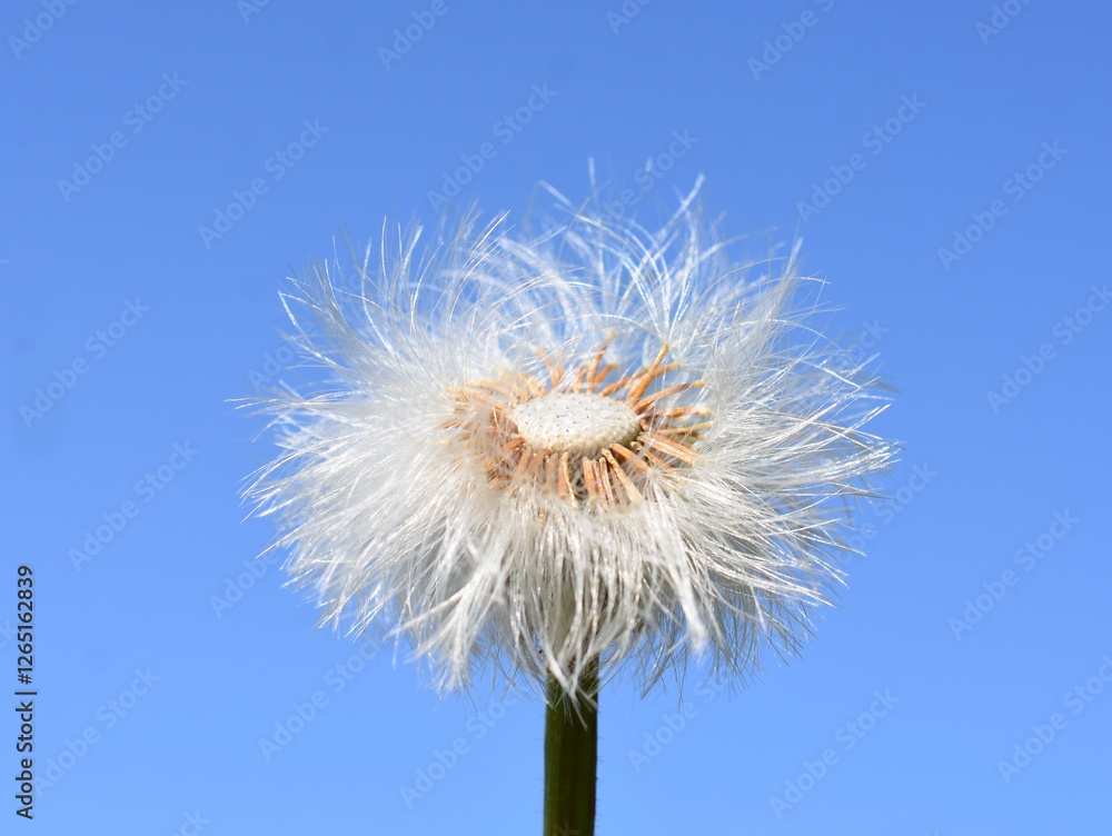 Fototapeta premium coltsfoot plant tussilago farfara fluffy seed ball on blue background