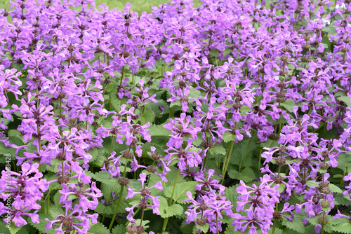 Big betony Betonica macrantha flowering purple flowers in a garden