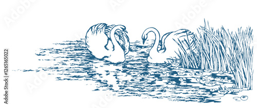Vector drawing. Two swans in the park lake.