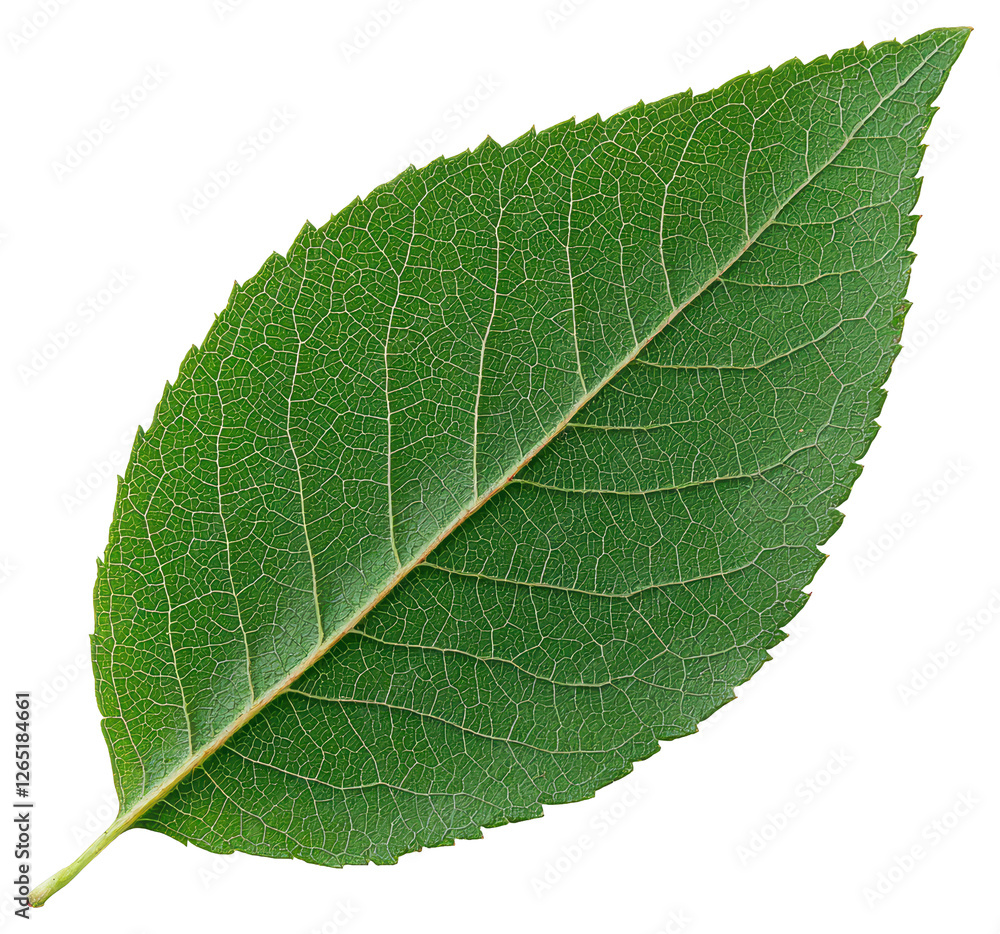 Fototapeta premium Isolated Green Leaf Close Up on Transparent Background With Intricate Vein Details