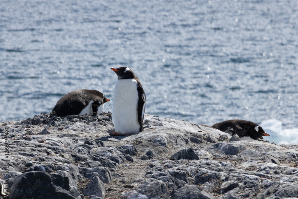 Naklejka premium Penguins in Antarctica