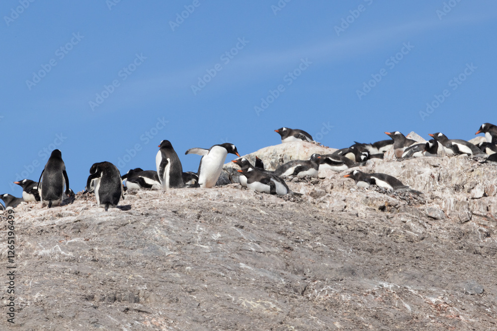 Obraz premium Penguins in Antarctica