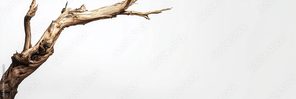 Fototapeta premium Isolated tree branch against bright background texture and form with minimalist aesthetic Nature elegance