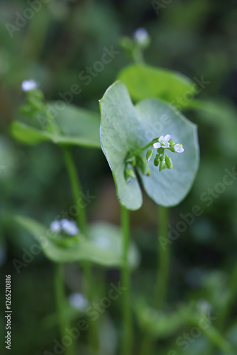 Claytonia perfoliata, commonly known as miner's lettuce, rooreh, Indian lettuce, or winter purslane, flowering plant from Finland