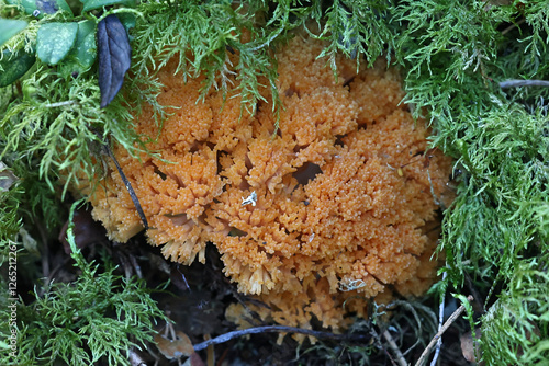 Ramaria boreimaxima, a coral fungus from Finland, no common English name photo